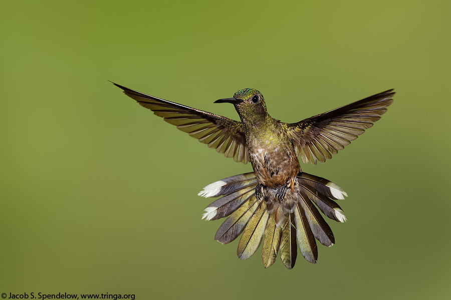 Scaly-breasted Hummingbird