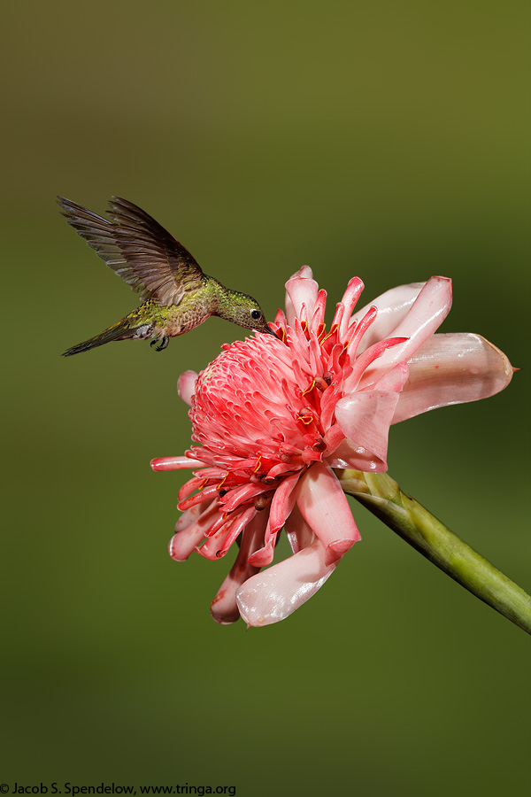 Scaly-breasted Hummingbird