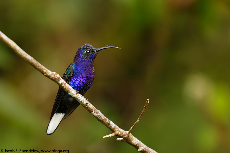 Violet Sabrewing