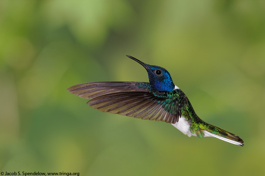 White-necked Jacobin