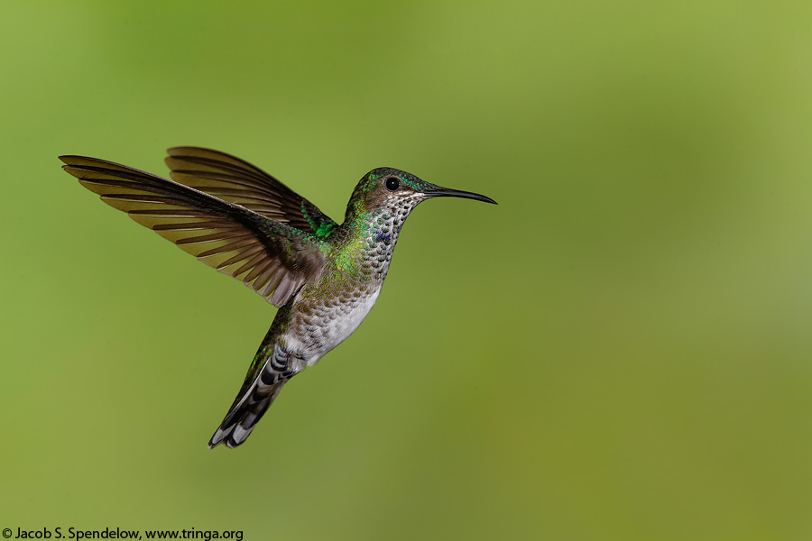 White-necked Jacobin