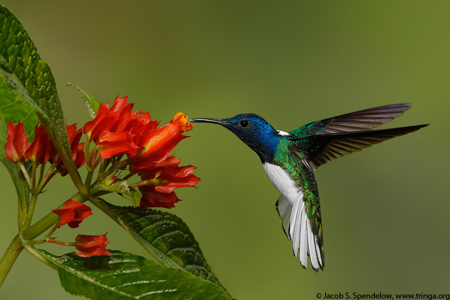 White-necked Jacobin