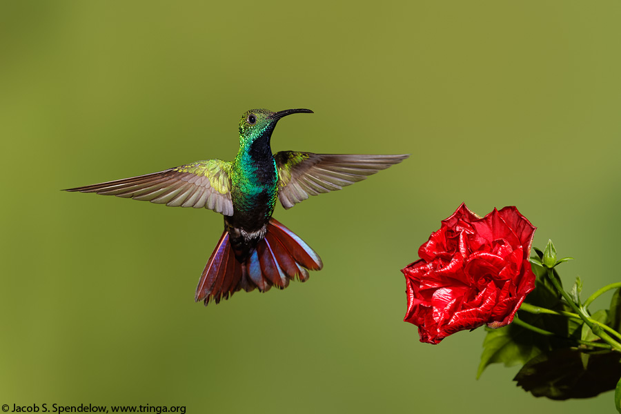 Green-breasted Mango