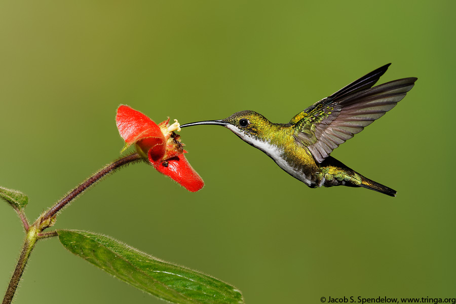 Green-breasted Mango