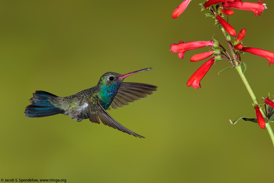 Broad-billed Hummingbird