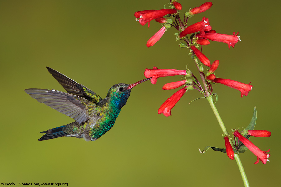 Broad-billed Hummingbird