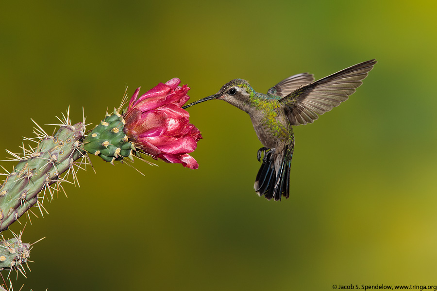 Broad-billed Hummingbird