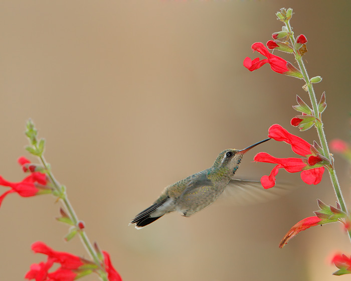 Broad-billed Hummingbird