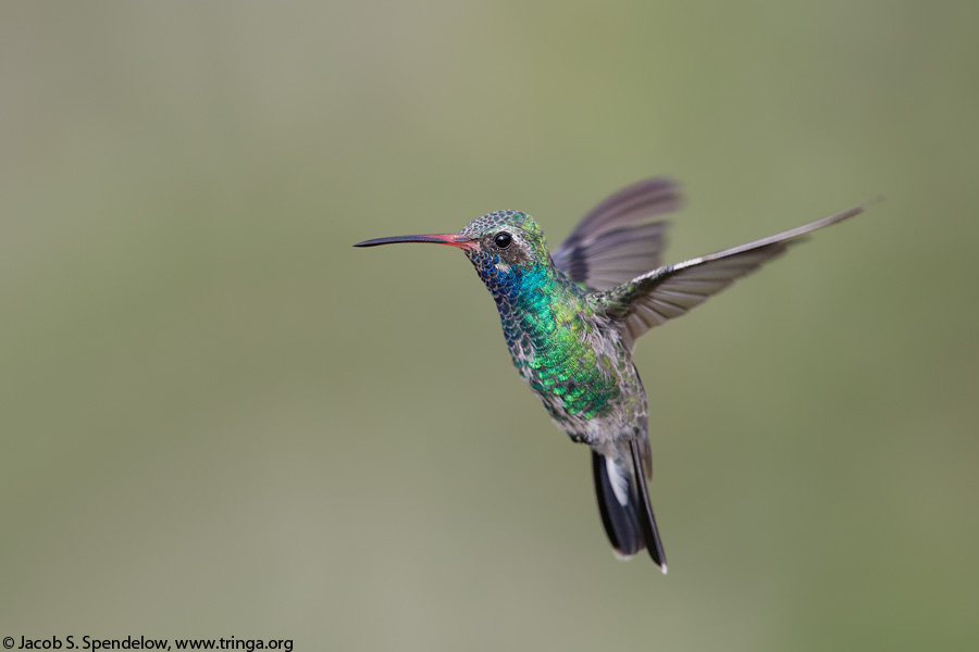 Broad-billed Hummingbird