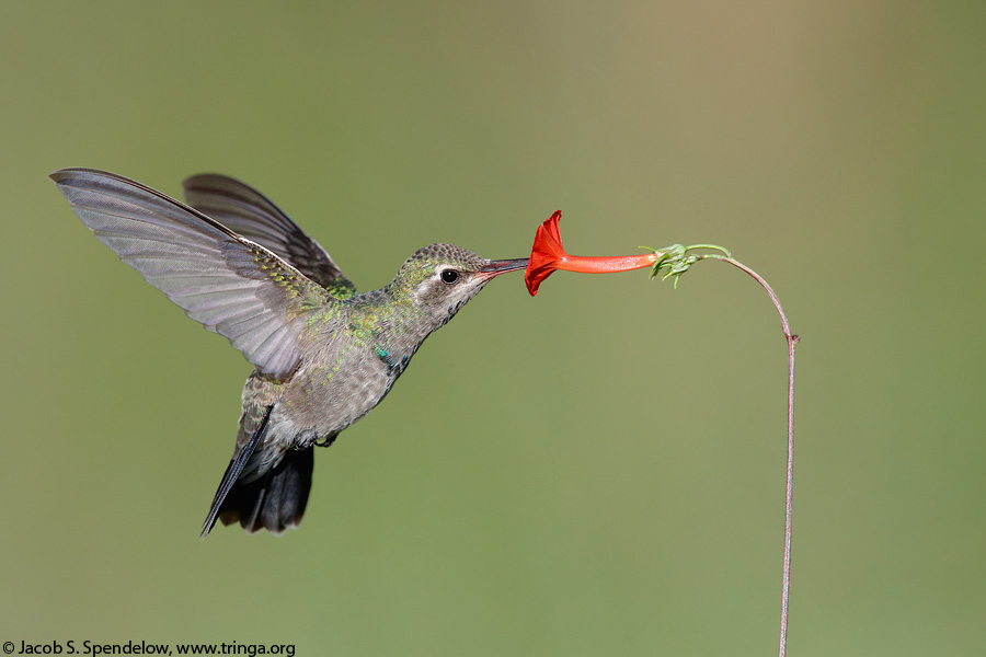 Broad-billed Hummingbird