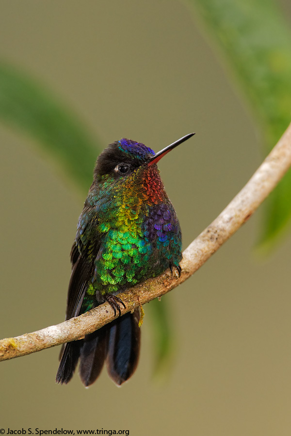 Fiery-throated Hummingbird