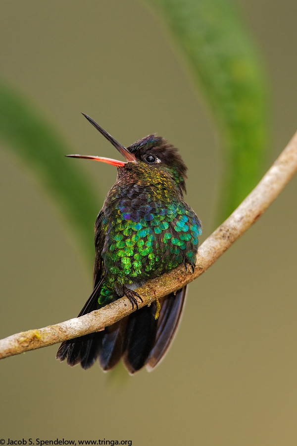 Fiery-throated Hummingbird