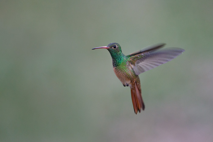 Buff-bellied Hummingbird