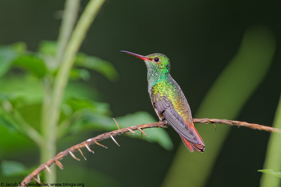 Rufous-tailed Hummingbird