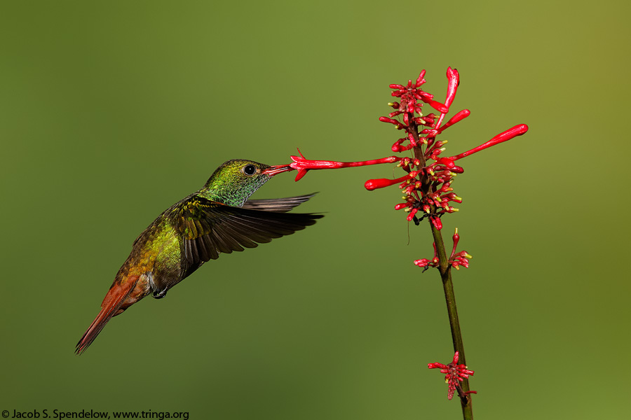 Rufous-tailed Hummingbird