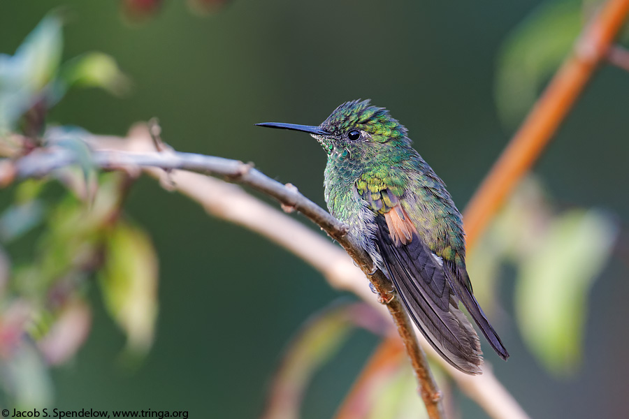 Stripe-tailed Hummingbird