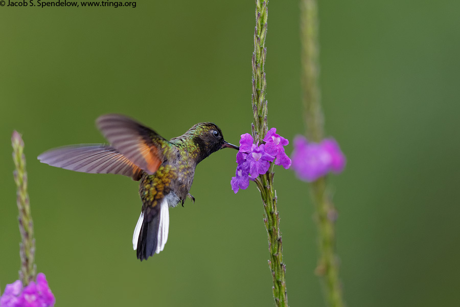 Black-bellied Hummingbird