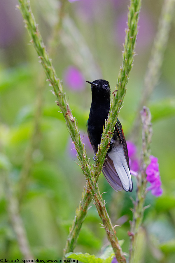 Black-bellied Hummingbird