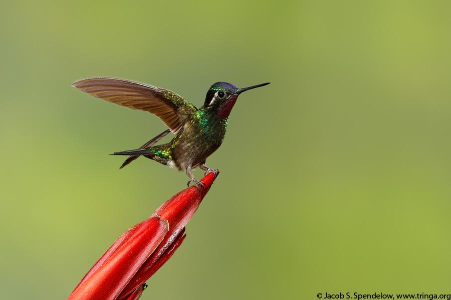 Purple-throated Mountain-gem