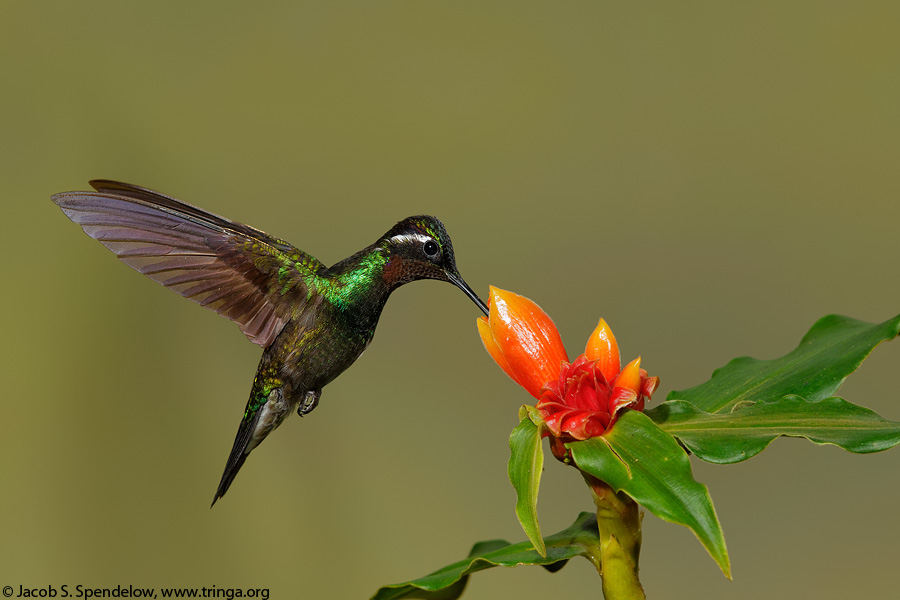 Purple-throated Mountain-gem