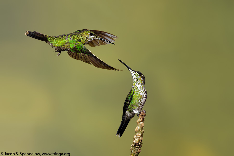 Green-crowned Brilliant