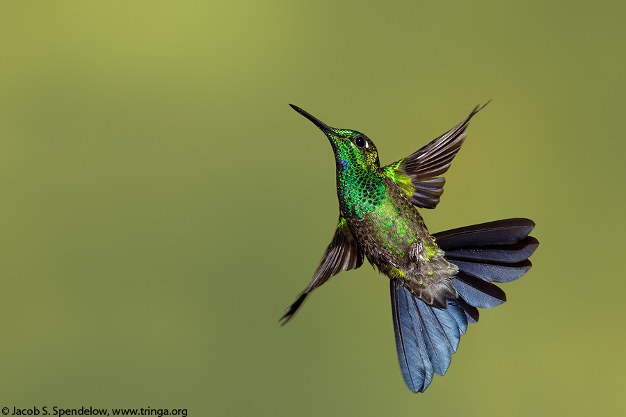 Green-crowned Brilliant