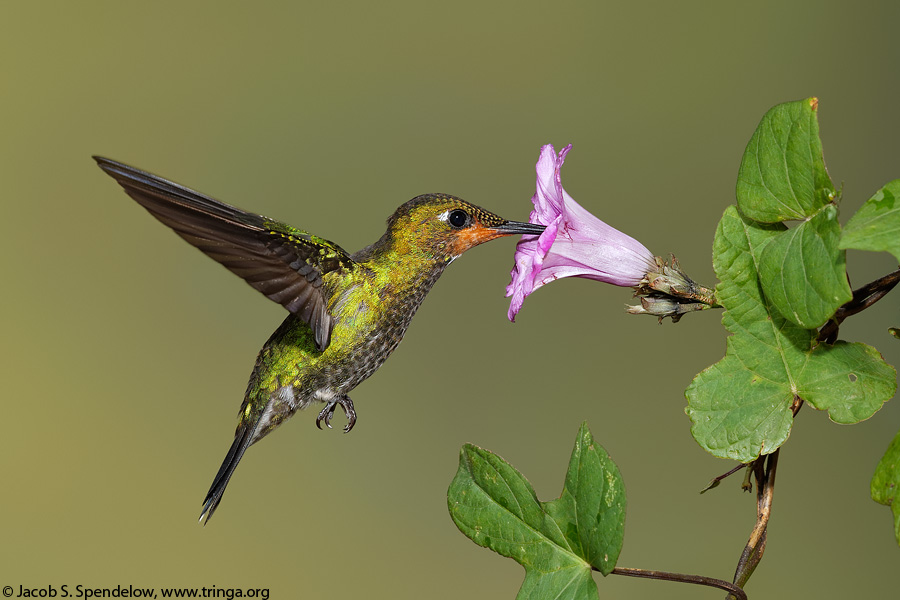 Green-crowned Brilliant