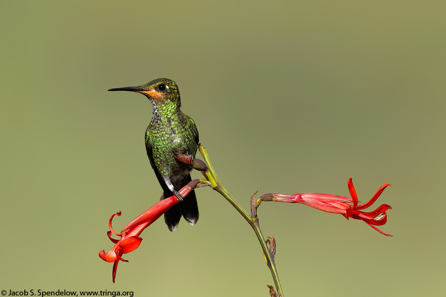 Green-crowned Brilliant