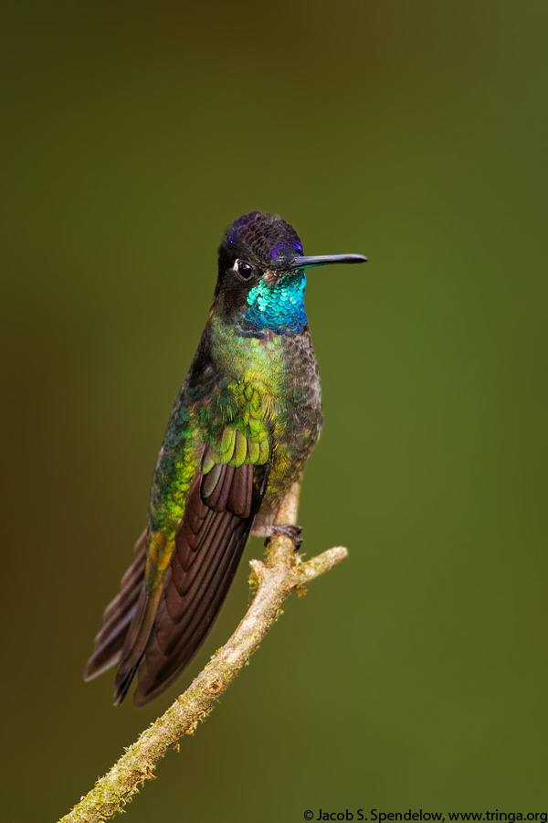 Talamanca Hummingbird