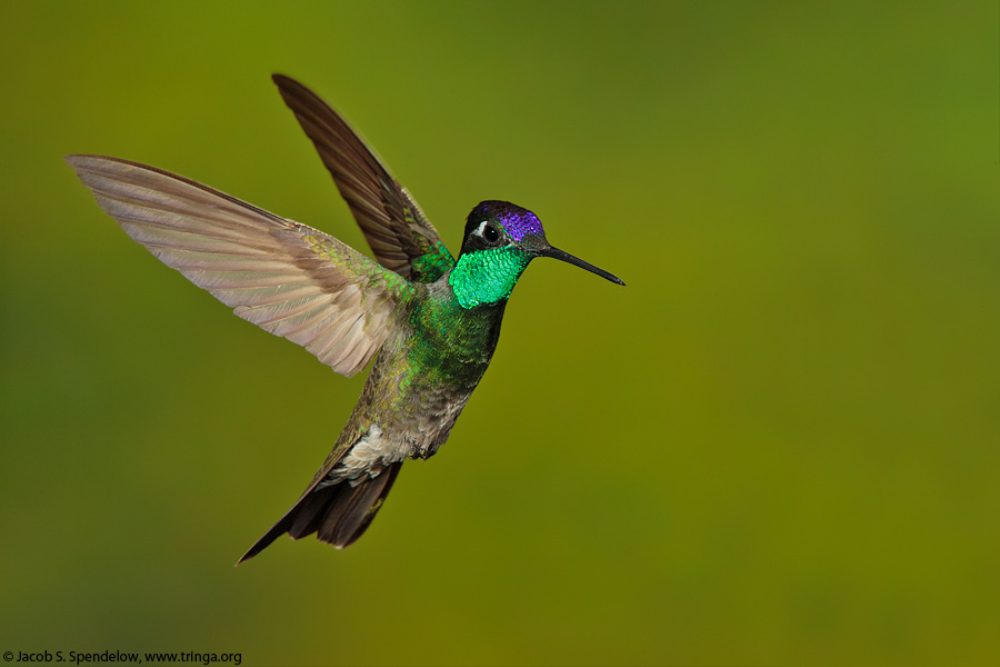 Rivoli's Hummingbird