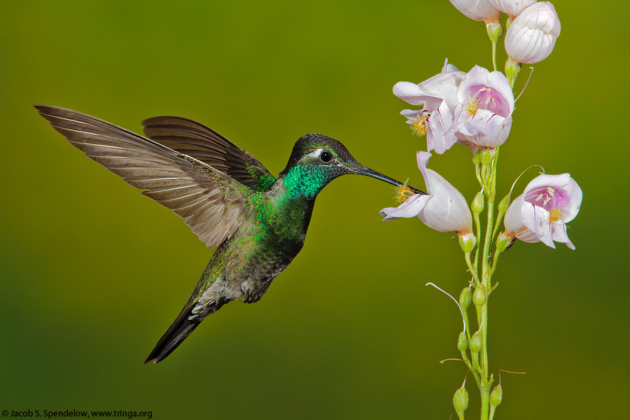 Rivoli's Hummingbird