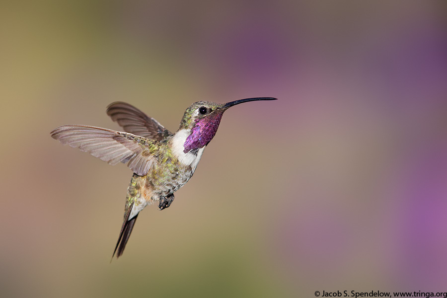 Lucifer Hummingbird