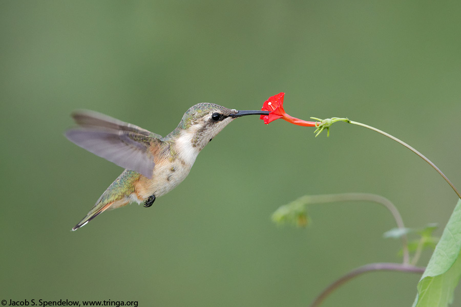 Lucifer Hummingbird