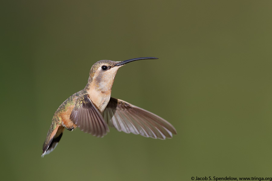 Lucifer Hummingbird