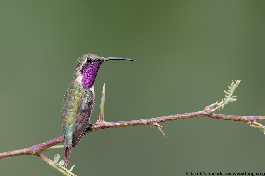 Lucifer Hummingbird