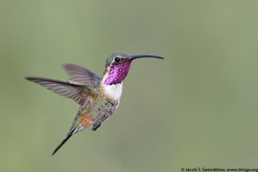 Lucifer Hummingbird