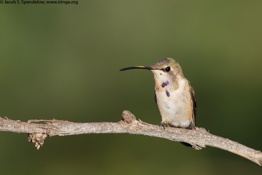 Lucifer Hummingbird