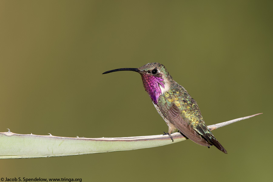 Lucifer Hummingbird