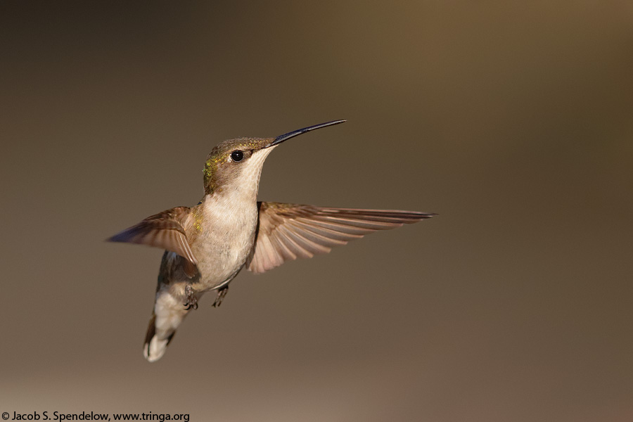 Ruby-throated Hummingbird