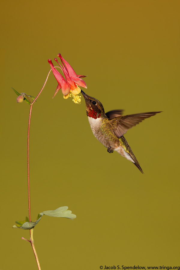 Ruby-throated Hummingbird