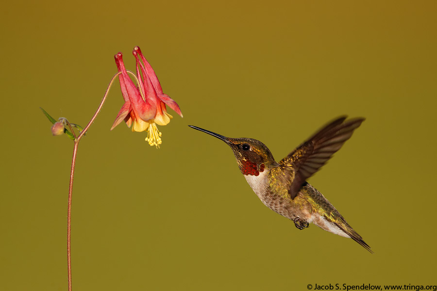 Ruby-throated Hummingbird