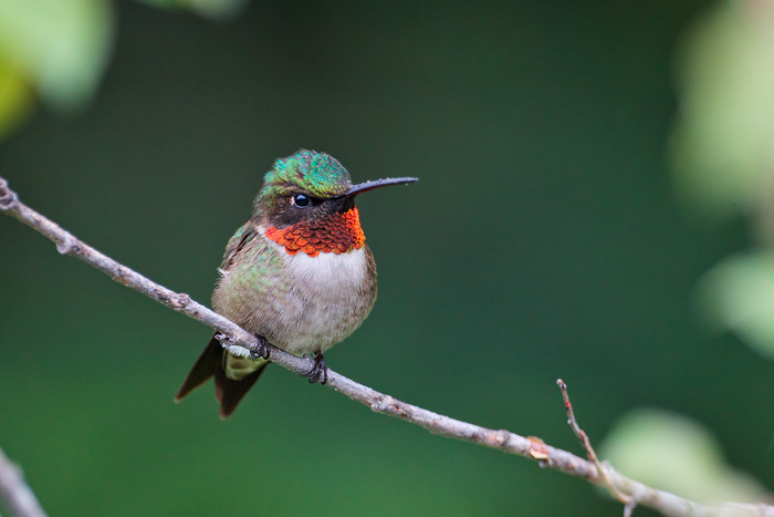 Ruby-throated Hummingbird