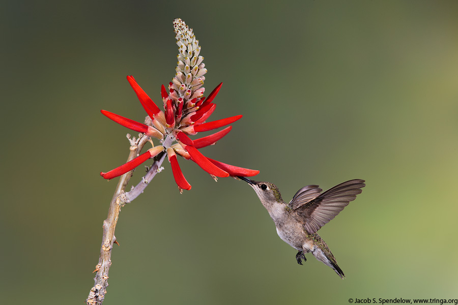 Black-chinned Hummingbird