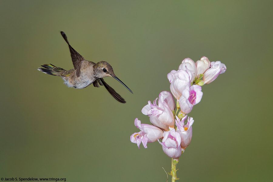 Black-chinned Hummingbird