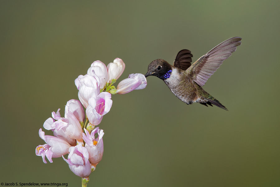 Black-chinned Hummingbird