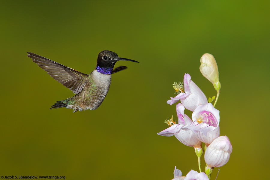 Black-chinned Hummingbird