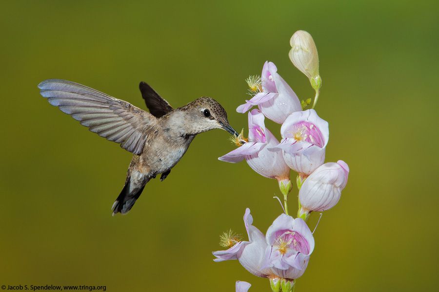 Black-chinned Hummingbird