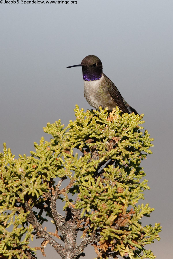 Black-chinned Hummingbird