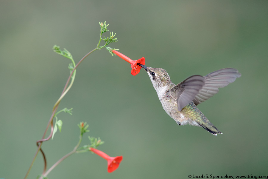 Black-chinned Hummingbird