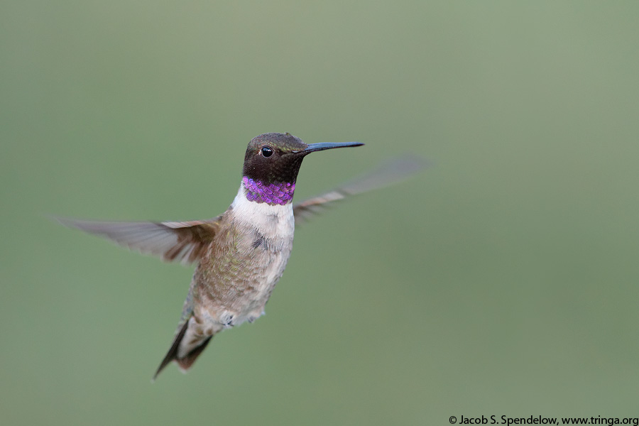 Black-chinned Hummingbird